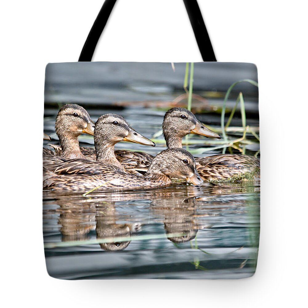 Ducks Tote Bag featuring the photograph Swimming Quacks by Cheryl Baxter