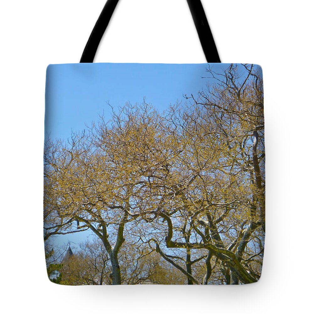 Trees Tote Bag featuring the photograph Sycamores in spring by Ellen Paull