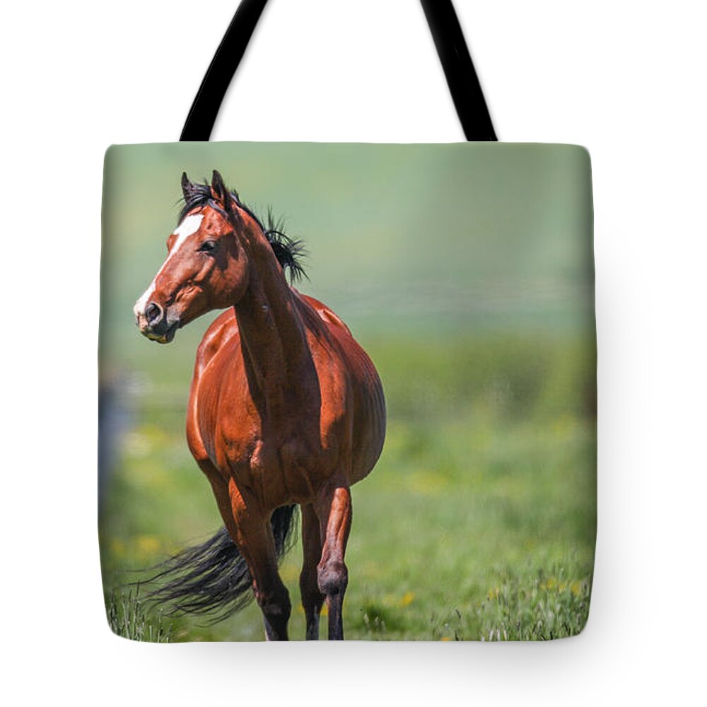 Horse Tote Bag featuring the photograph Sydney Trot by Kevin Dietrich