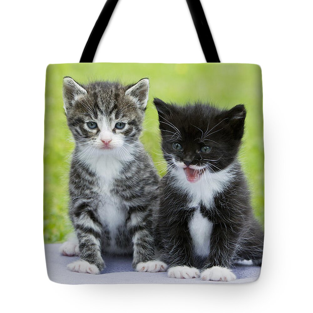 Feb0514 Tote Bag featuring the photograph Tabby And Black Kittens by Duncan Usher