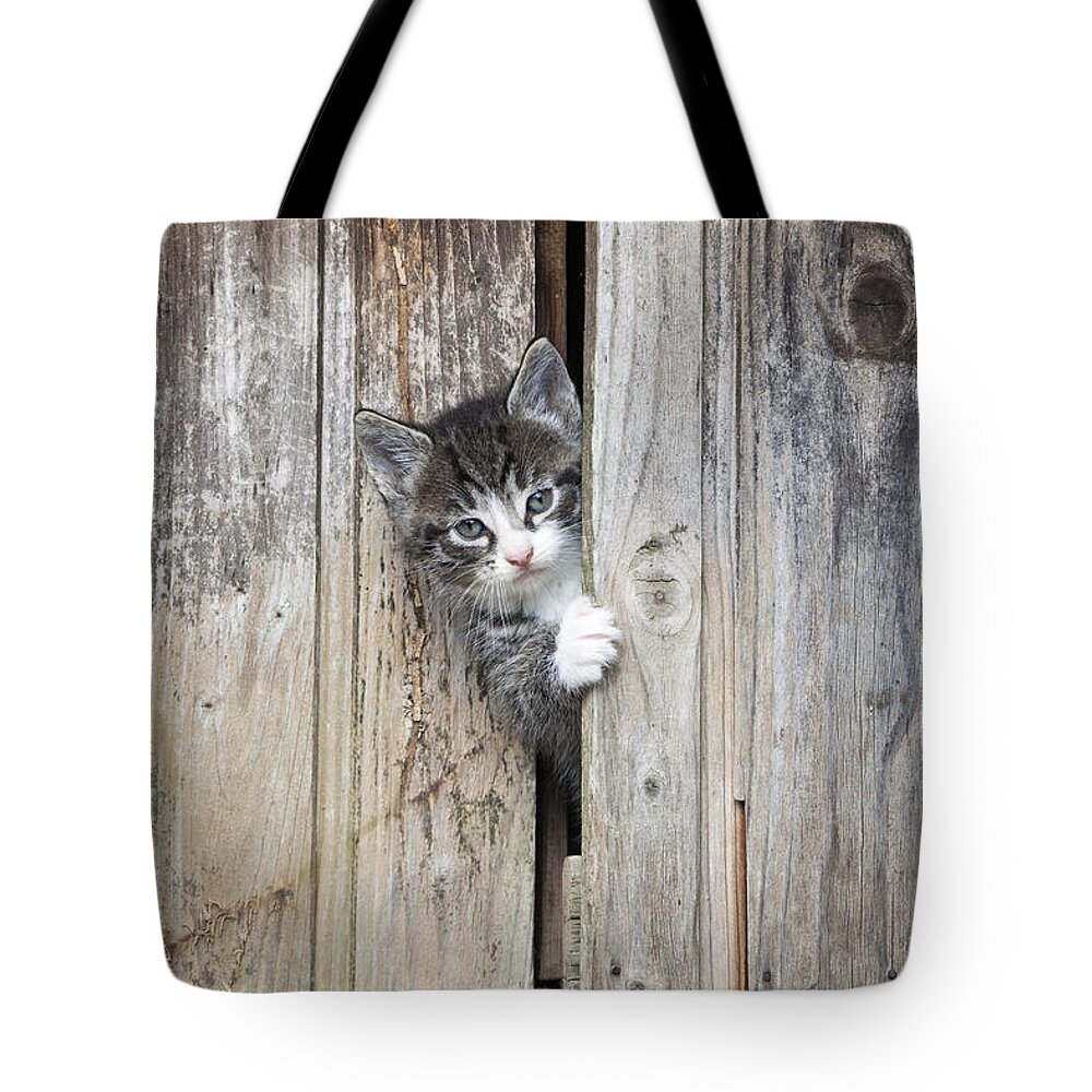 Feb0514 Tote Bag featuring the photograph Tabby Kitten Peering From Shed by Duncan Usher