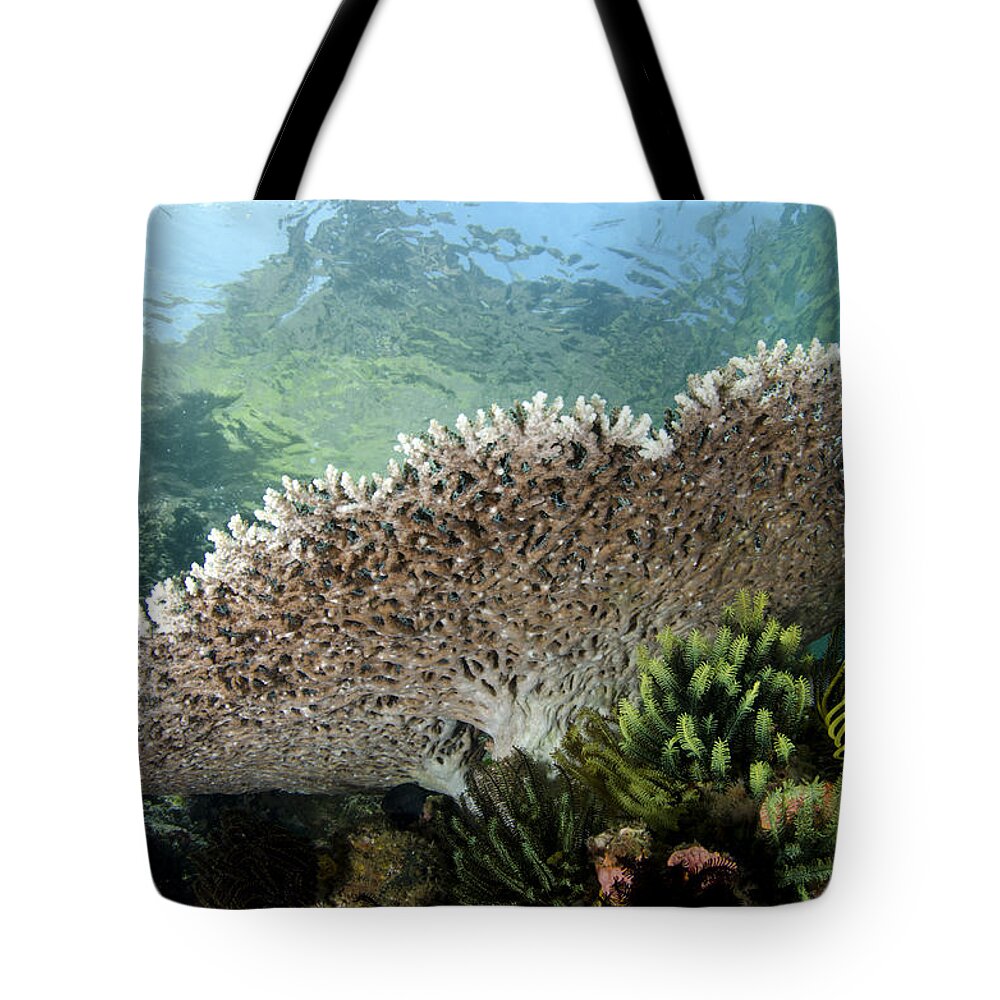 Flpa Tote Bag featuring the photograph Table Coral In Horseshoe Bay Indonesia by Colin Marshall