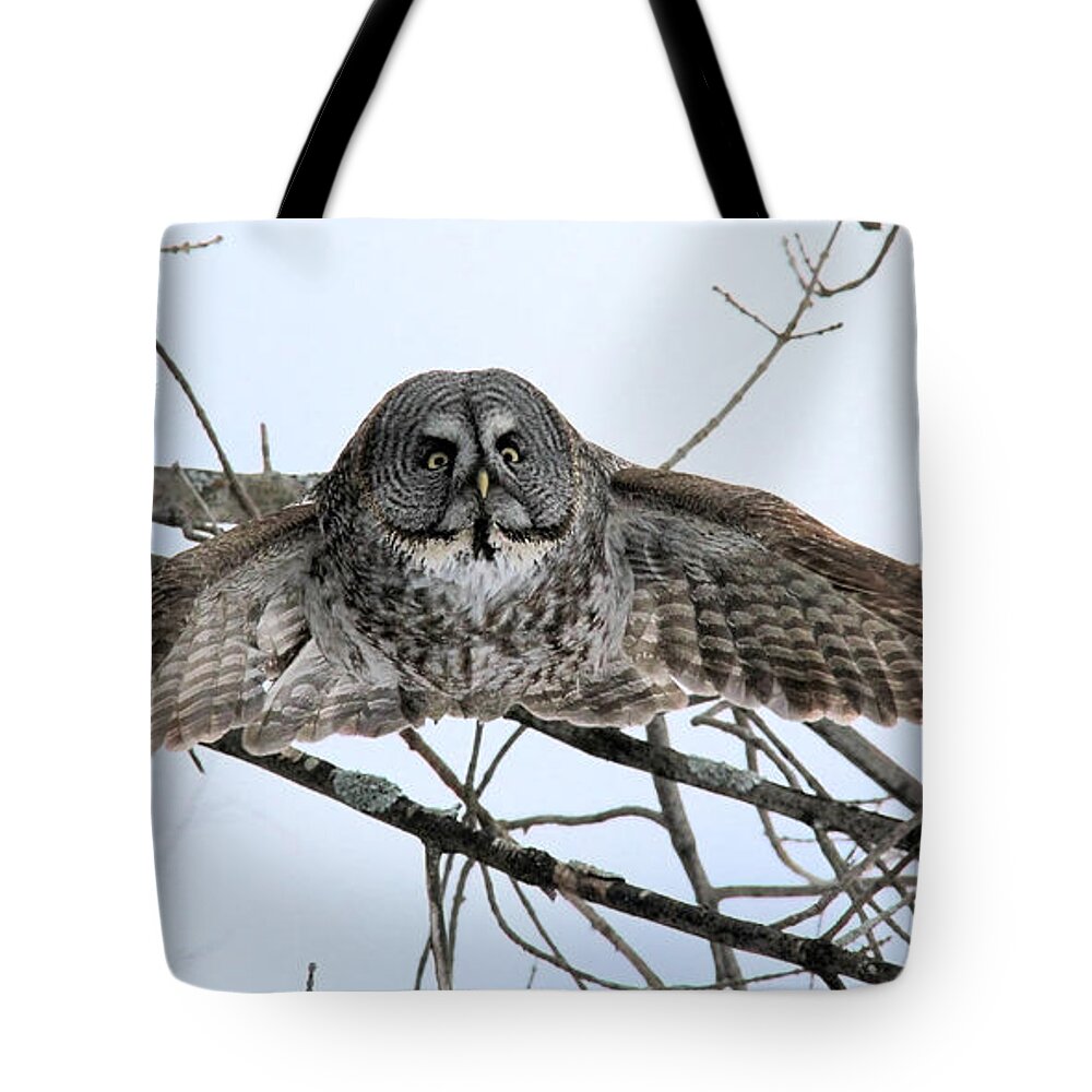 Great Gray Owl. Bird Tote Bag featuring the photograph Take off by Doris Potter