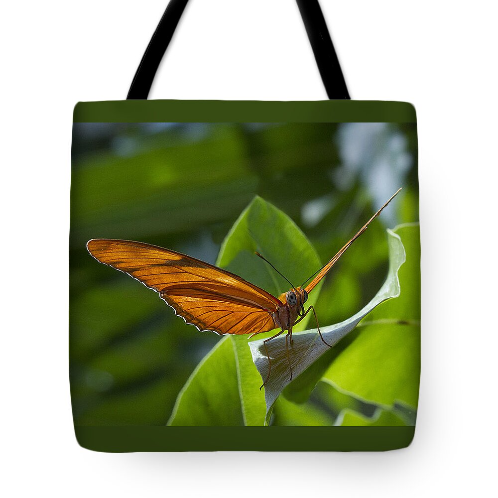 Butterfly Tote Bag featuring the photograph Taking Off by Suanne Forster