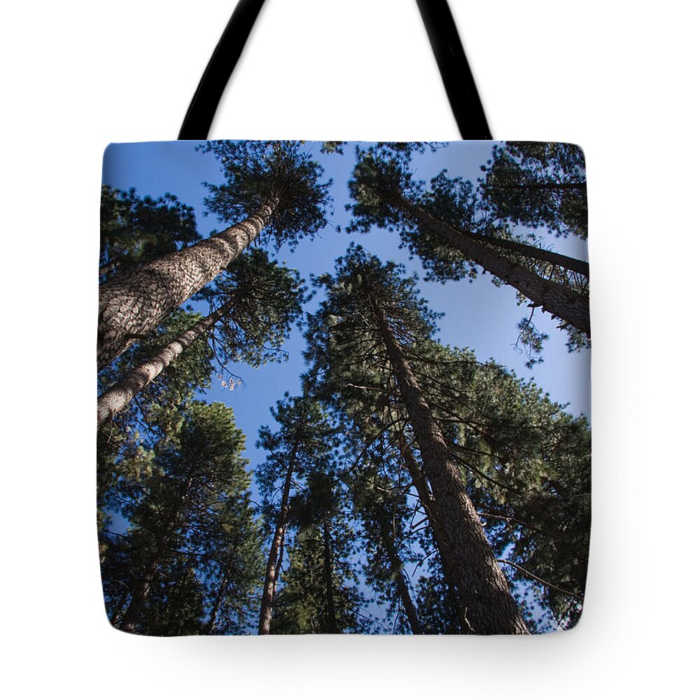 Trees Tote Bag featuring the photograph Talls trees Yosemite National Park by Sue Leonard