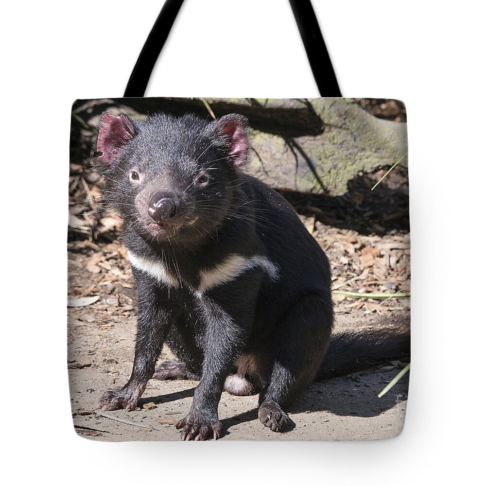 Australia Tote Bag featuring the photograph Tasmanian Devil by Steven Ralser