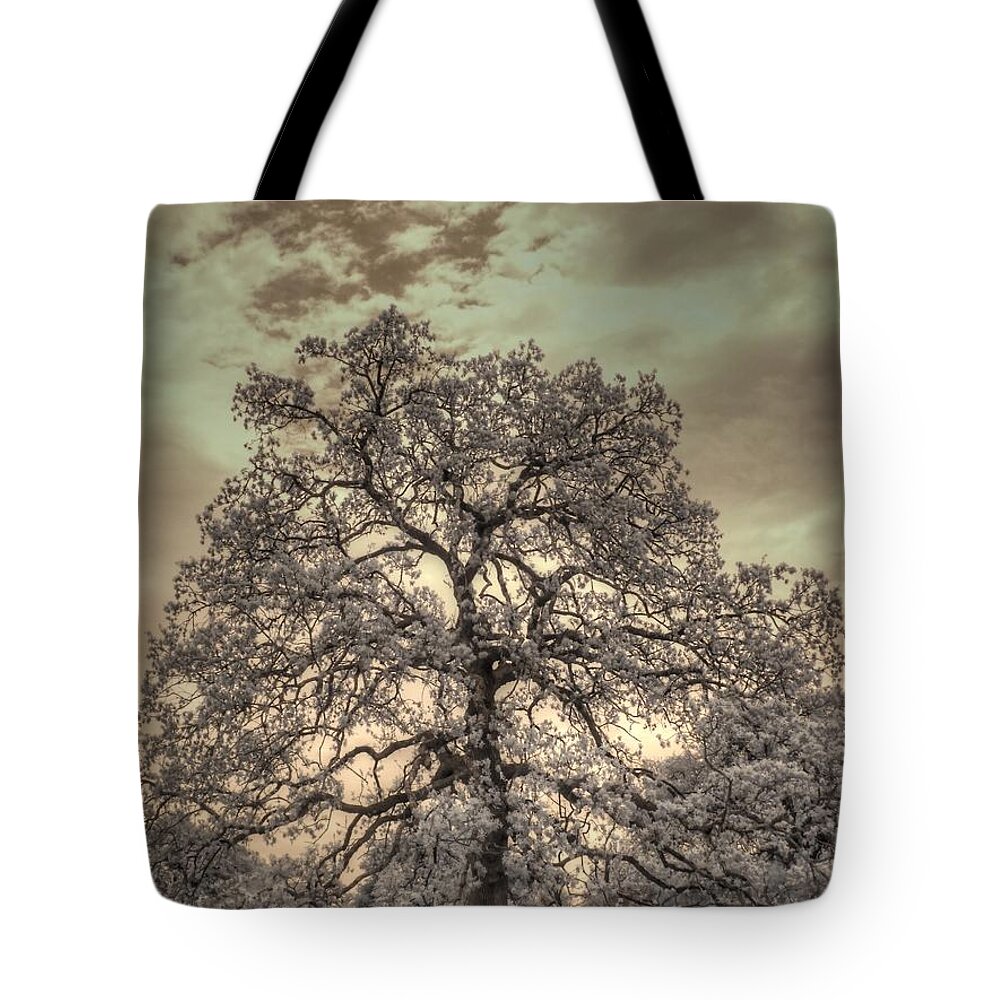 Texas Oak Tote Bag featuring the photograph Texas Oak Tree by Jane Linders