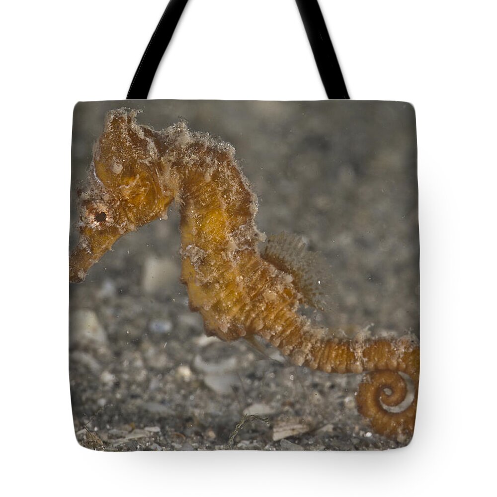 Seahorse Tote Bag featuring the photograph The Baby Seahorse by Sandra Edwards