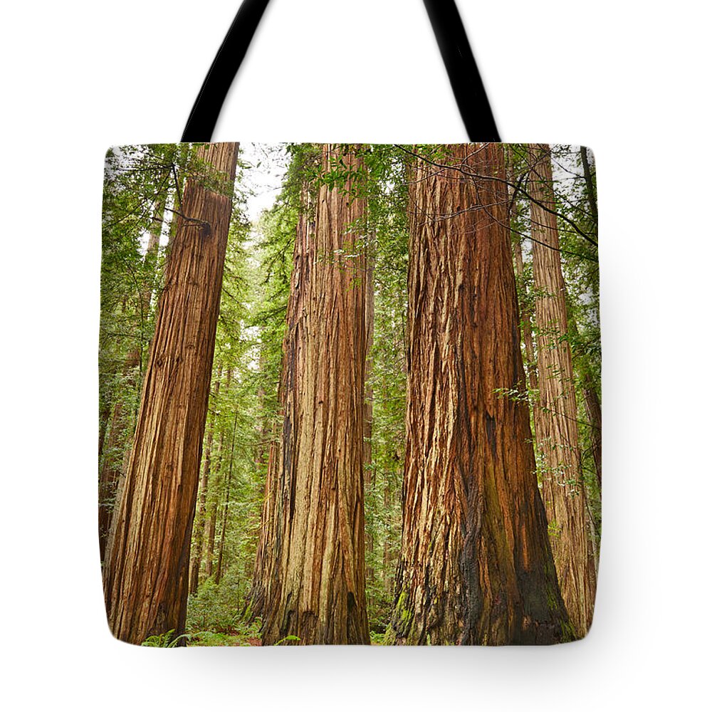 Redwoods Tote Bag featuring the photograph The beautiful and massive giant redwoods Sequoia sempervirens in Redwood National Park. by Jamie Pham