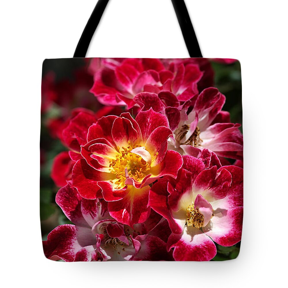 Joy Watson Tote Bag featuring the photograph The Beauty Of Carpet Roses by Joy Watson
