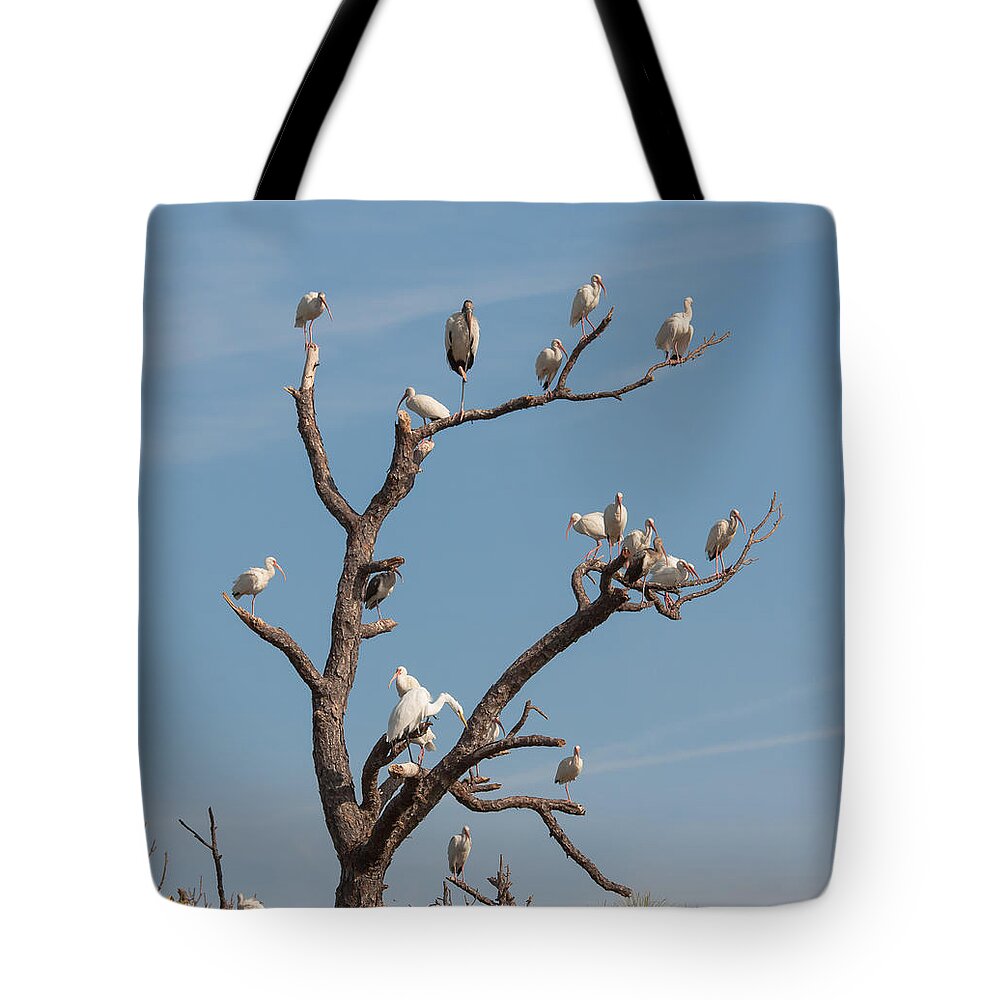 Bird Tote Bag featuring the photograph The Bird Tree by John M Bailey