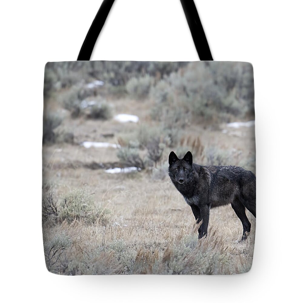 Black Wolf Tote Bag featuring the photograph The Black Wolf by Deby Dixon