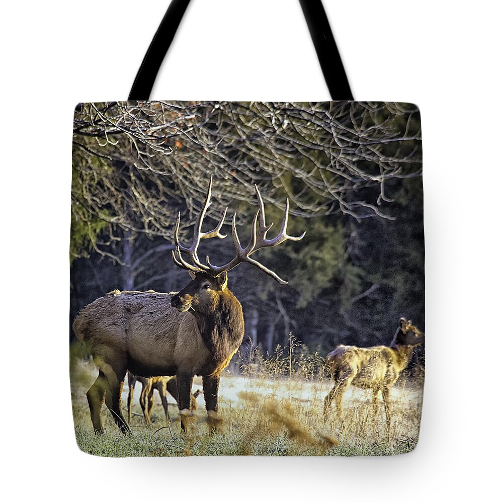 Bull Elk Tote Bag featuring the photograph The Boxley Stud in November Frost by Michael Dougherty