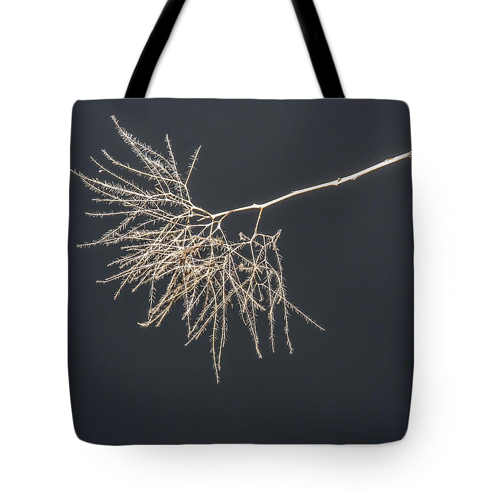 Brown Tote Bag featuring the photograph The branch by Michael Goyberg
