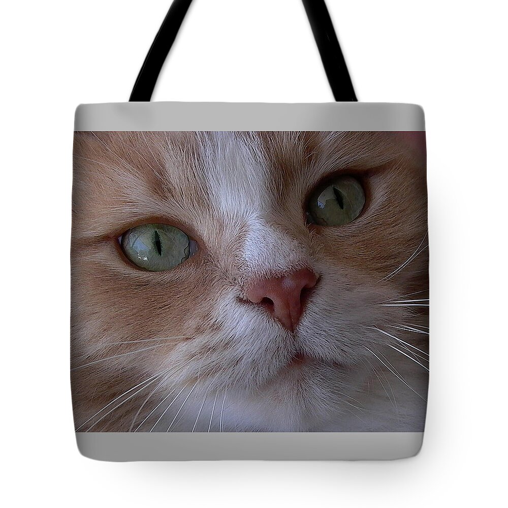 Cat Eyes Tote Bag featuring the photograph The Cat Eyes by Dragan Kudjerski