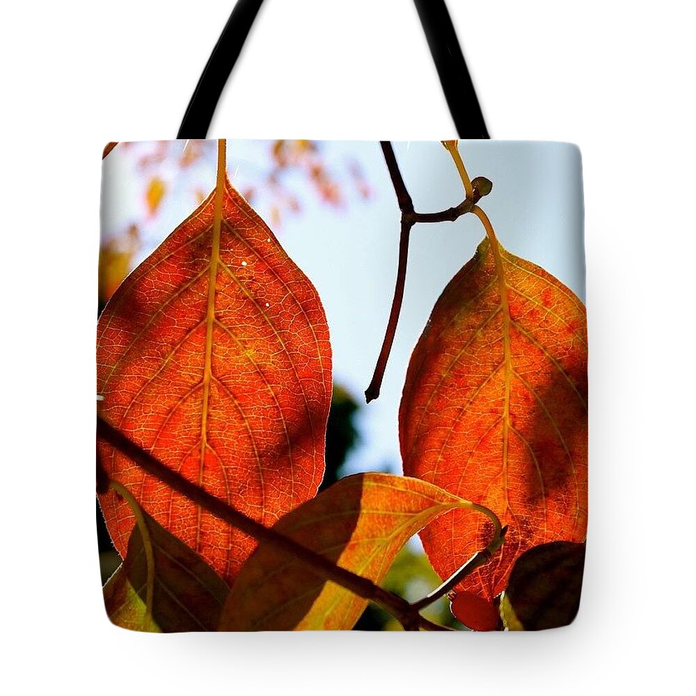Leaf Tote Bag featuring the photograph The Change Begins by Justin Connor