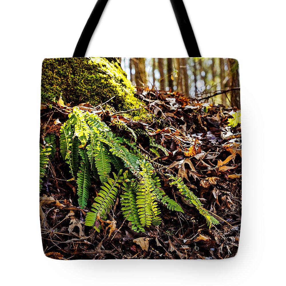 Polystichum Acrostichoides Tote Bag featuring the photograph The Christmas Fern by Paul Mashburn