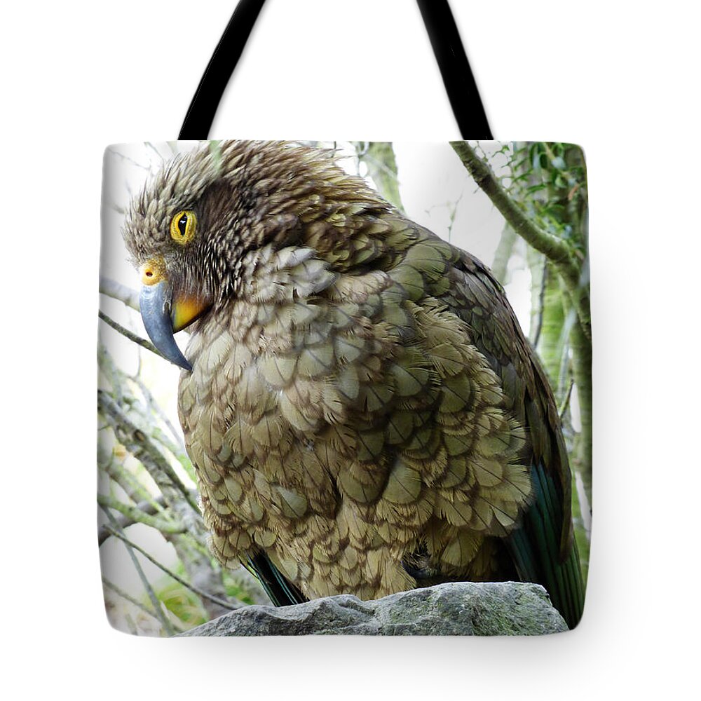 Kea Tote Bag featuring the photograph The Crafty Kea by Steve Taylor