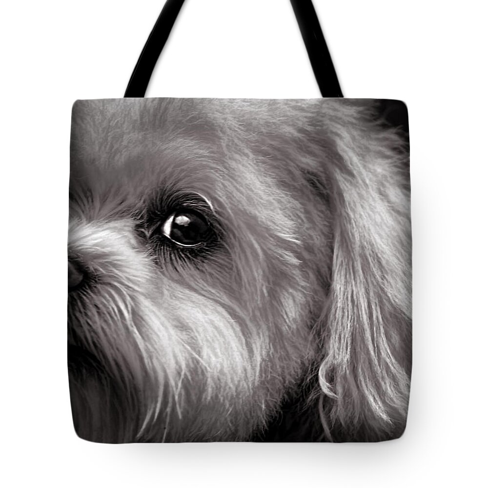 Dog Tote Bag featuring the photograph The Dog Next Door by Bob Orsillo
