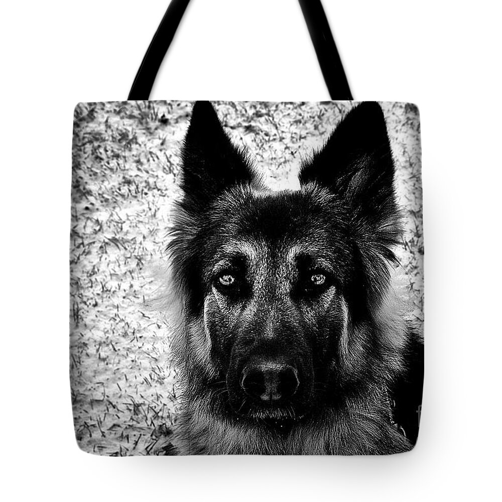 King Shepherd Dog Winter Snow Portrait Blackandwhite Eyes Art Photography Frankjcasella Prints Greetingcards Phonecases Gsd Ksd Pets Horizontal Tote Bag featuring the photograph The Eyes by Frank J Casella