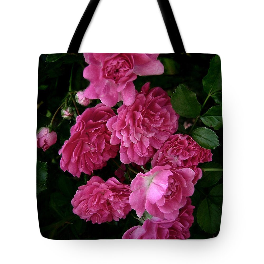 Polyantha Species Roses Tote Bag featuring the photograph The Fence Roses by Louise Kumpf