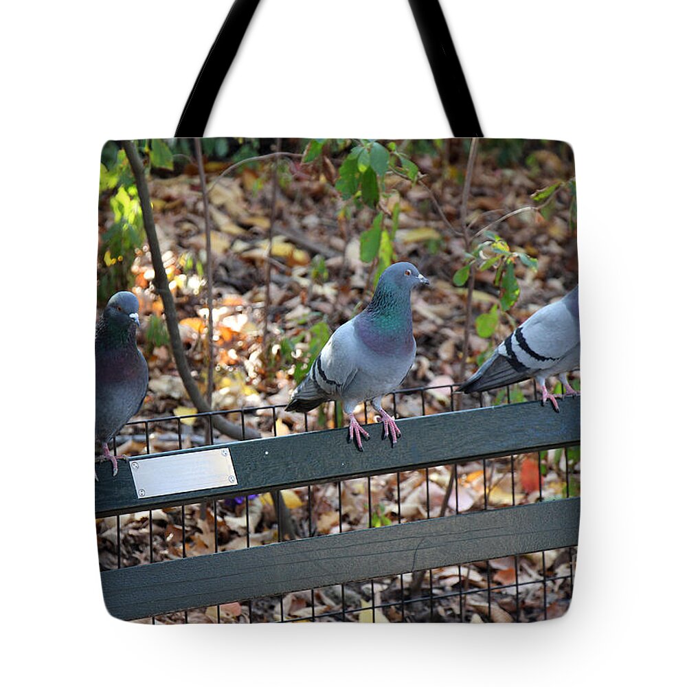 Birds Tote Bag featuring the photograph The Gals Chat While Harry Sulks by Rory Siegel