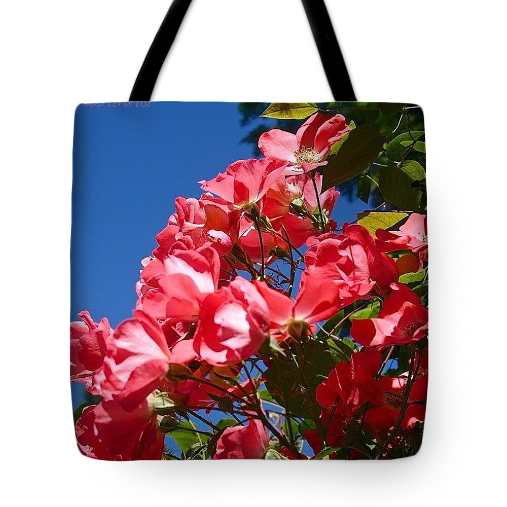Blue Tote Bag featuring the photograph The Gathering - Coral Roses In My by Anna Porter