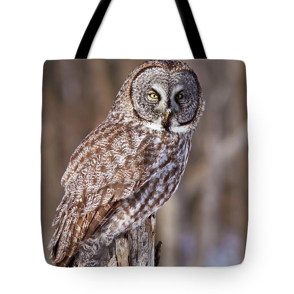 Bird Tote Bag featuring the photograph The Great Grey Owl by Mircea Costina Photography
