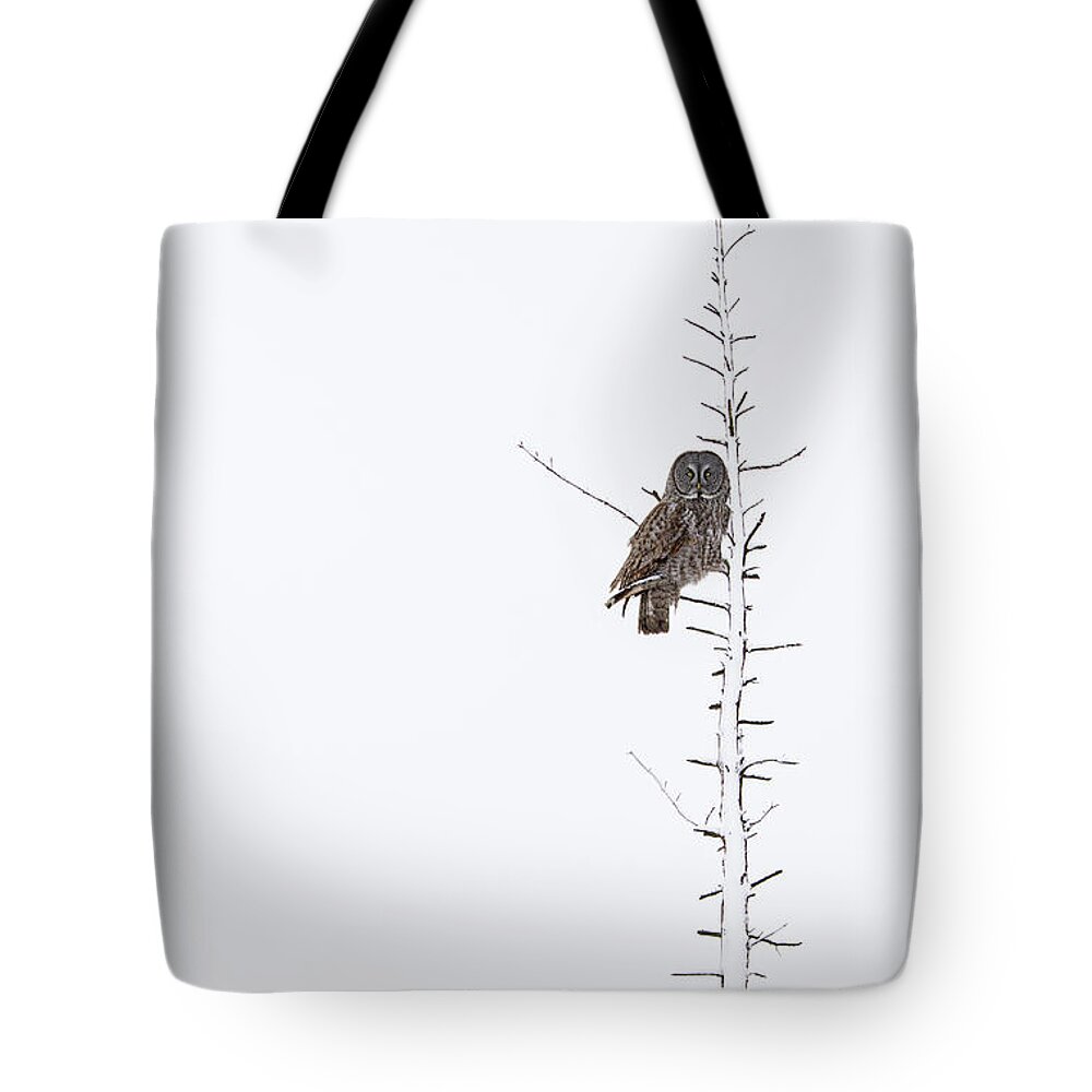 Bird Tote Bag featuring the photograph The Grey Hunter on White by Mircea Costina Photography