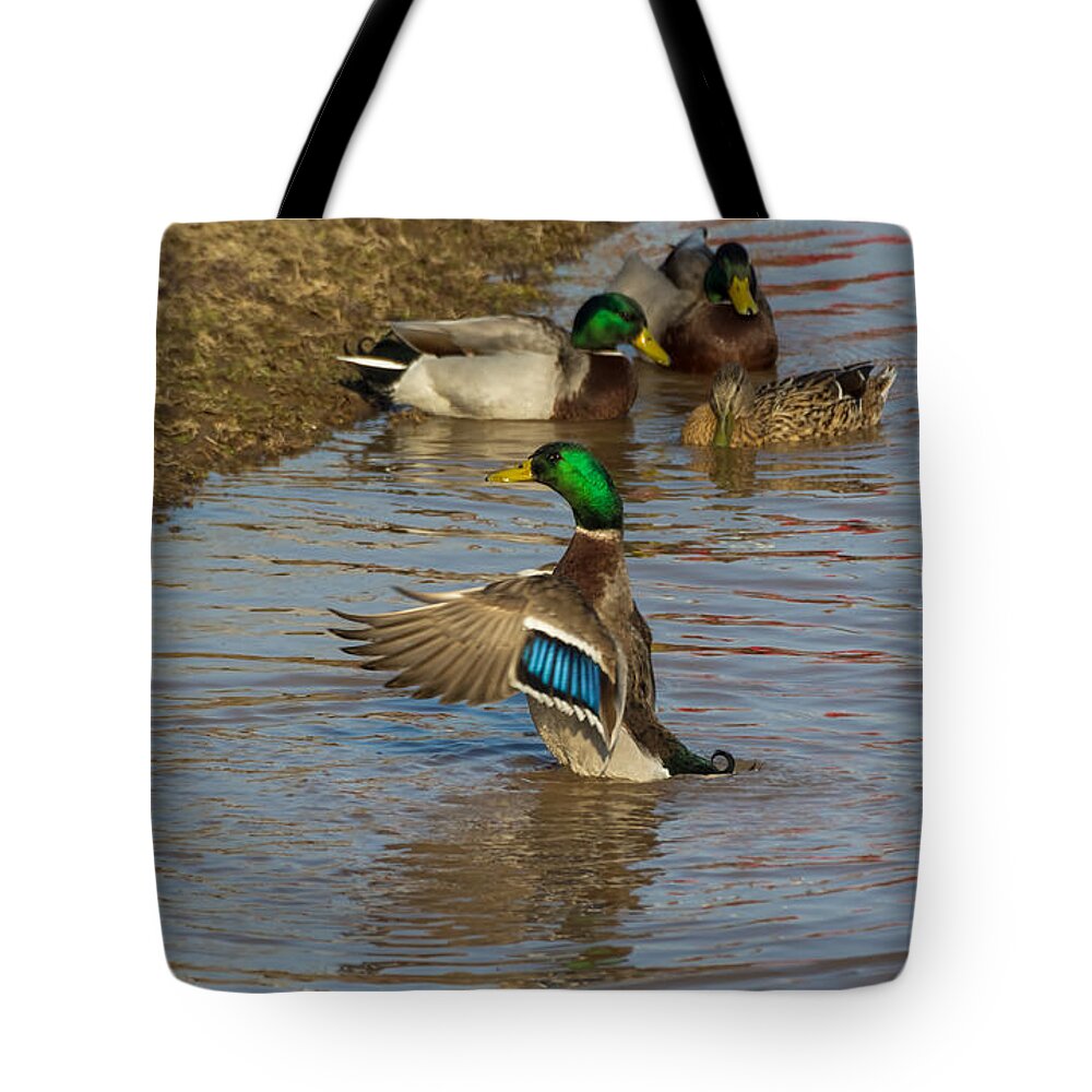Mallard Tote Bag featuring the photograph The Hangout by Holden The Moment