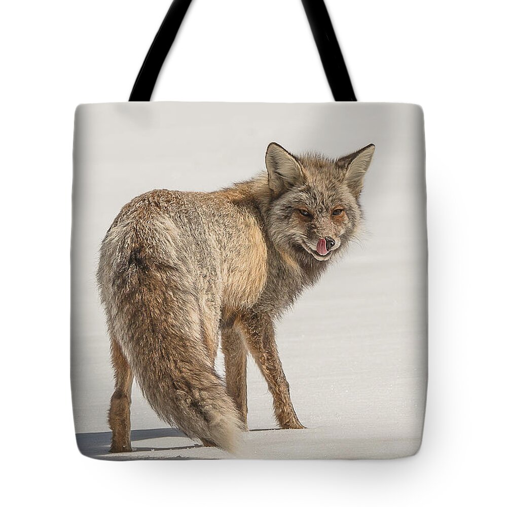 Fox Tote Bag featuring the photograph The Hungry Fox by Yeates Photography
