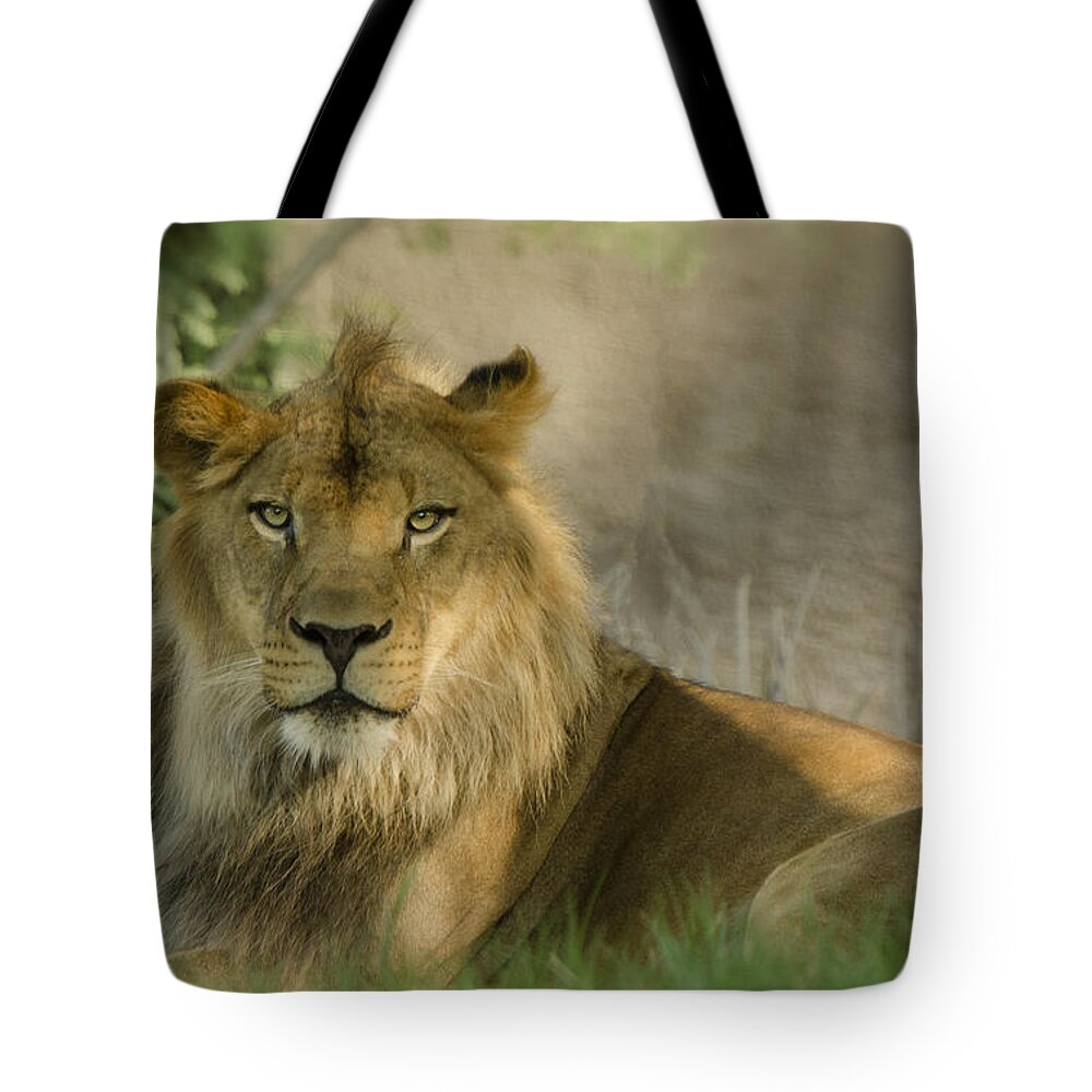 African Lion Tote Bag featuring the photograph The King of the Jungle by Saija Lehtonen