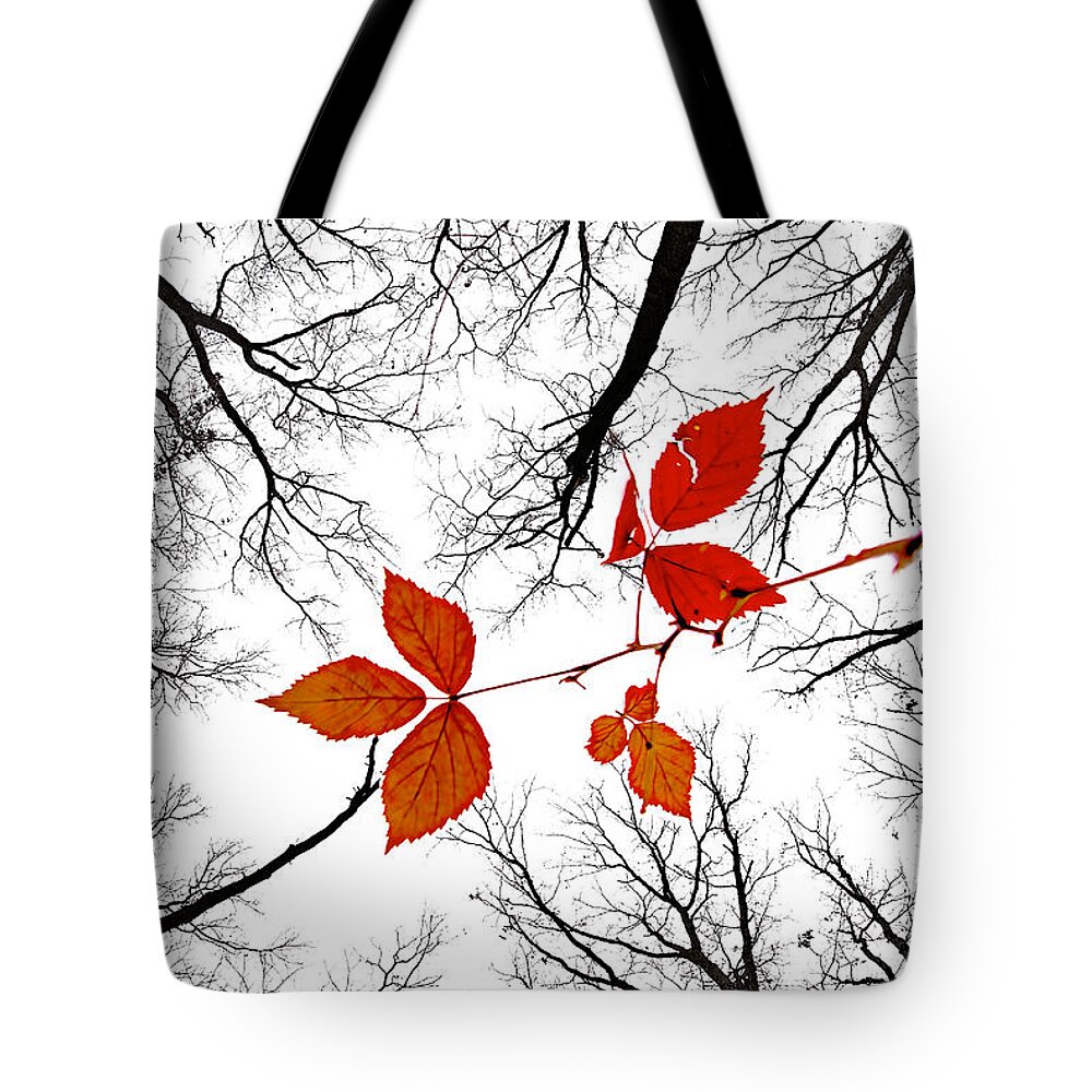 2009 Tote Bag featuring the photograph The last leaves of November by Robert Charity