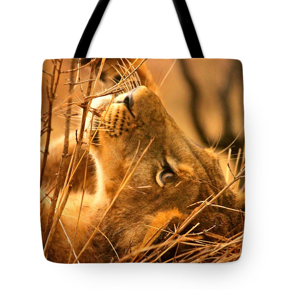 Lion Tote Bag featuring the photograph The Lion Muse by Michael Cinnamond