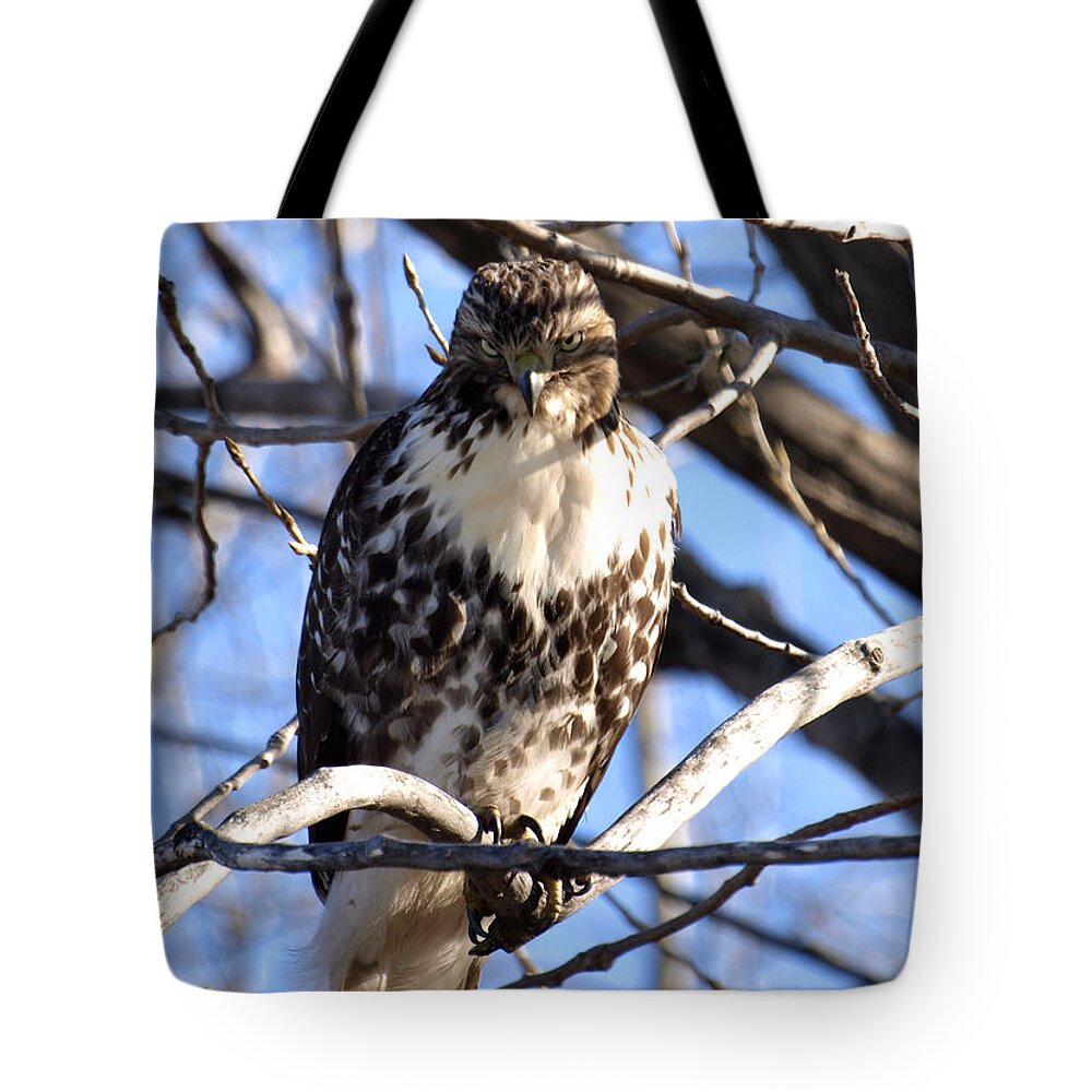 Wild Coopers Hawk Tote Bag featuring the photograph The Look Says it All by Thomas Young