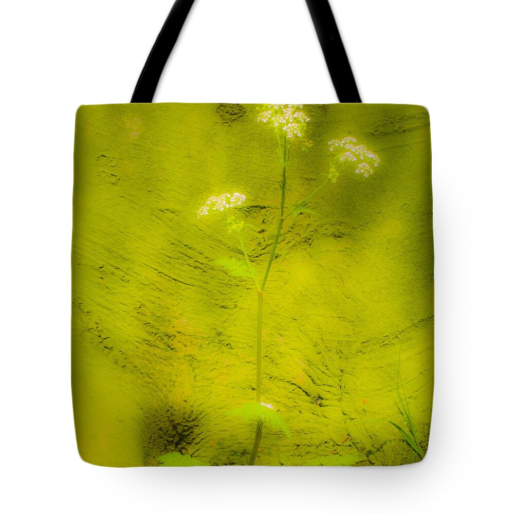 The Magic Forest Tote Bag featuring the photograph The Magic Forest-14 by Casper Cammeraat