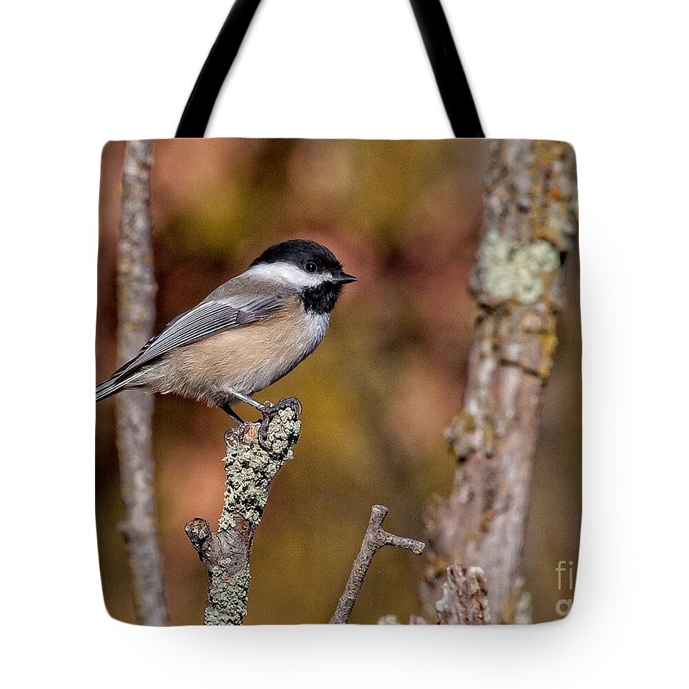 Chickadee Tote Bag featuring the photograph The Perch by Jan Killian