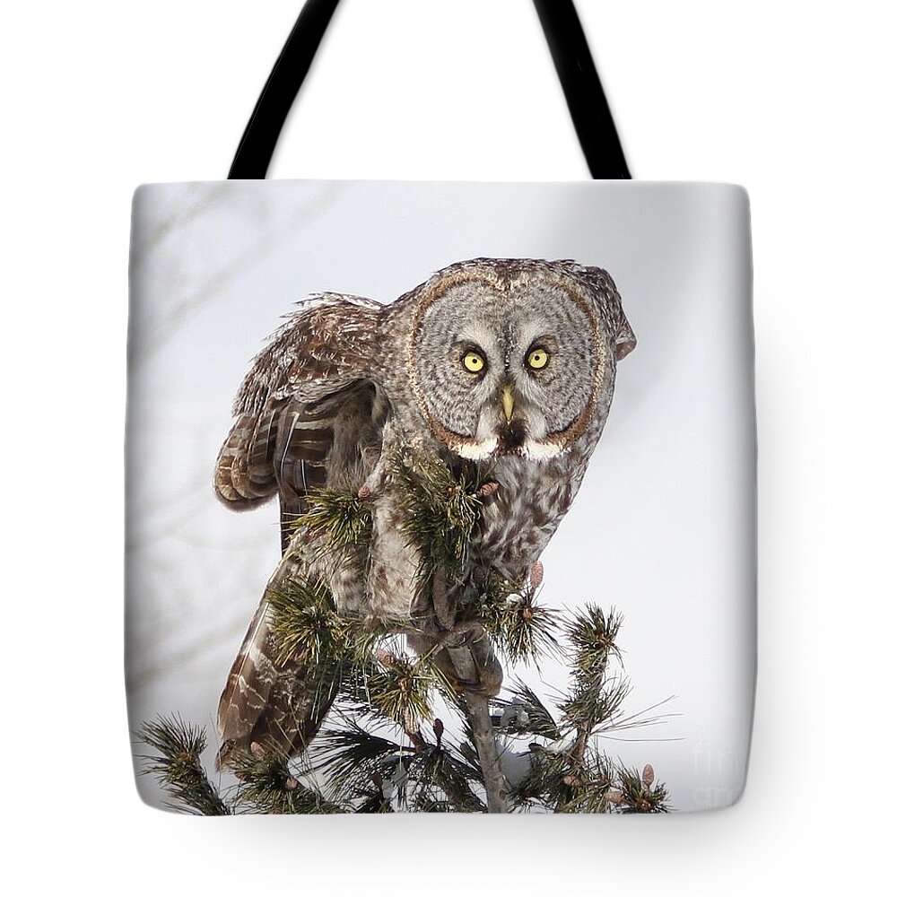 Great Grey Owl Tote Bag featuring the photograph The perching prince by Heather King