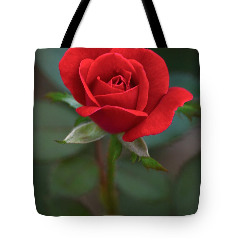 Flower Tote Bag featuring the photograph The Perfect Rose by Parker Cunningham
