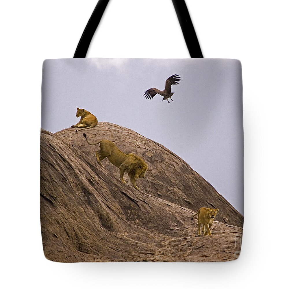 Panthera Leo Tote Bag featuring the photograph The Pride by J L Woody Wooden