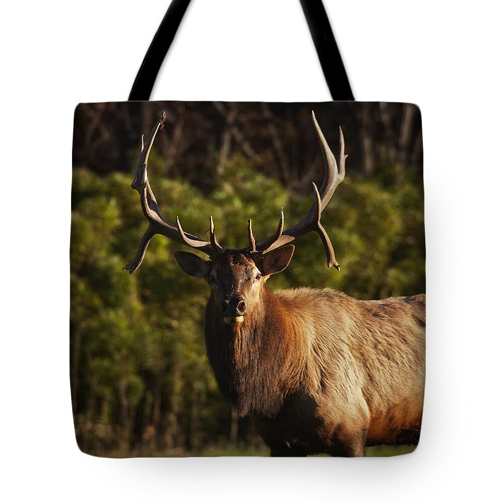Royal Bull Elk Tote Bag featuring the photograph The Prince of Boxley Valley by Michael Dougherty