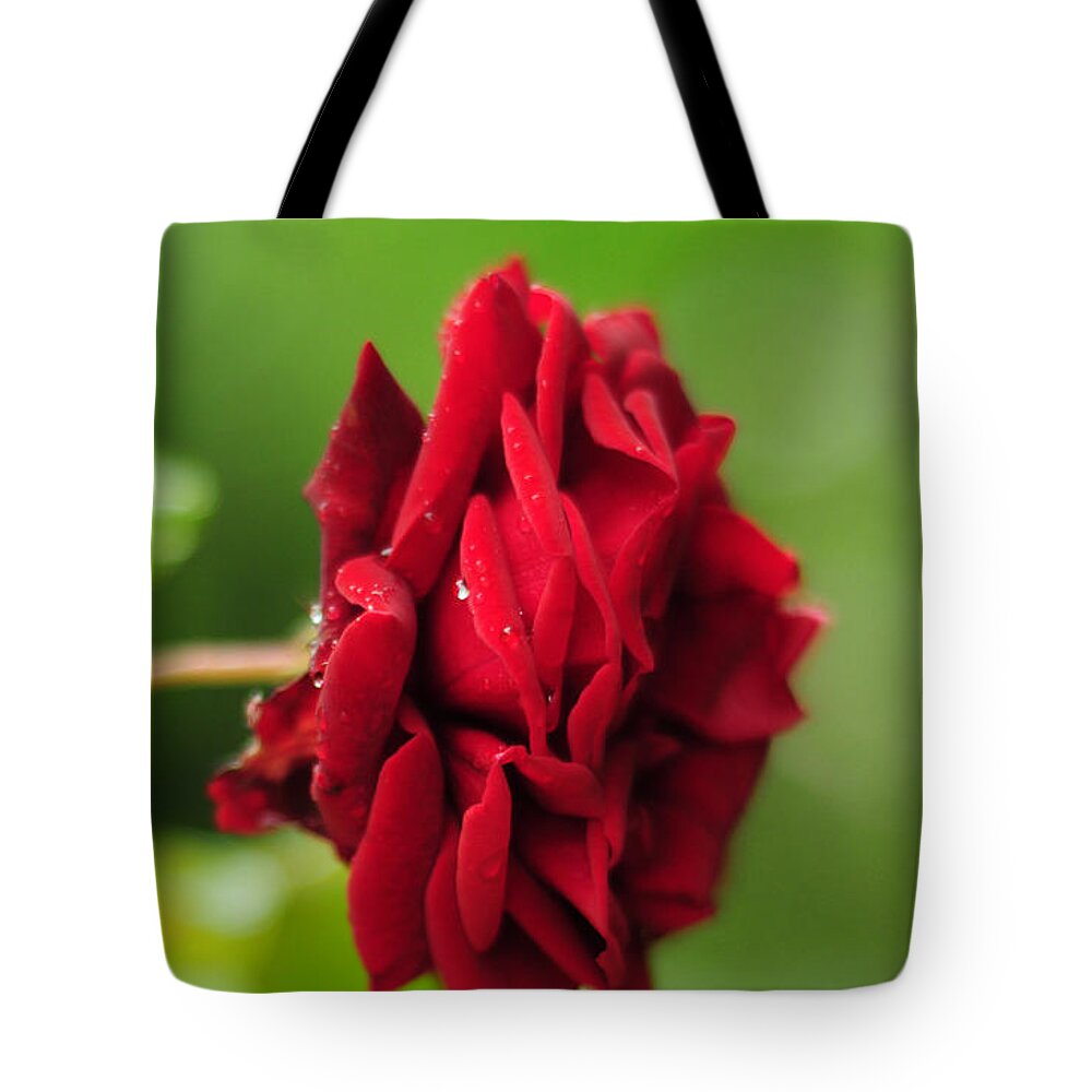 Red Tote Bag featuring the photograph The Red Rose by Rebecca Sherman