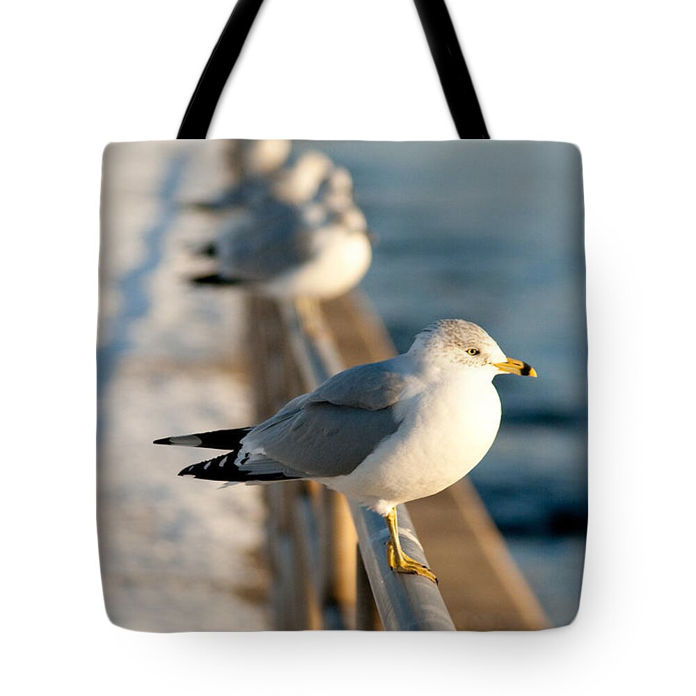 Gull Tote Bag featuring the photograph The Ring-billed Gull by Kristia Adams