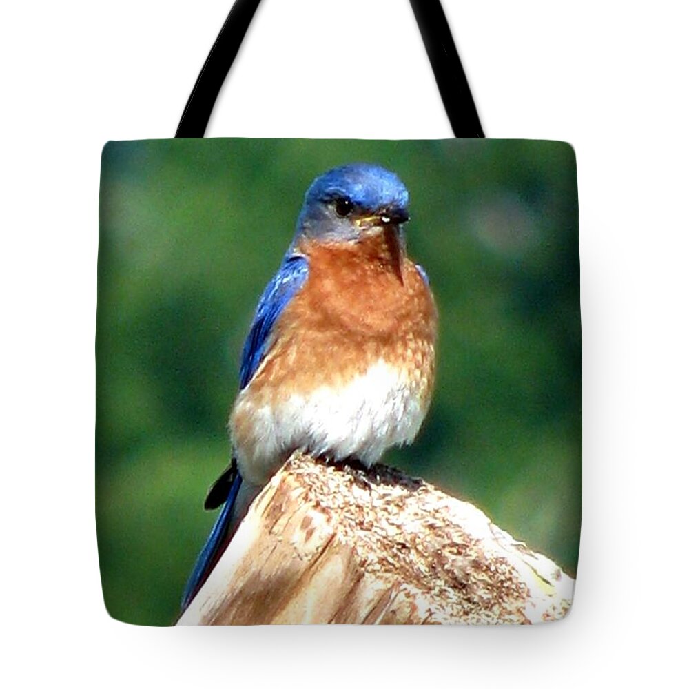 Bluebirds Tote Bag featuring the photograph The Serendipitous Bluebird by Angela Davies