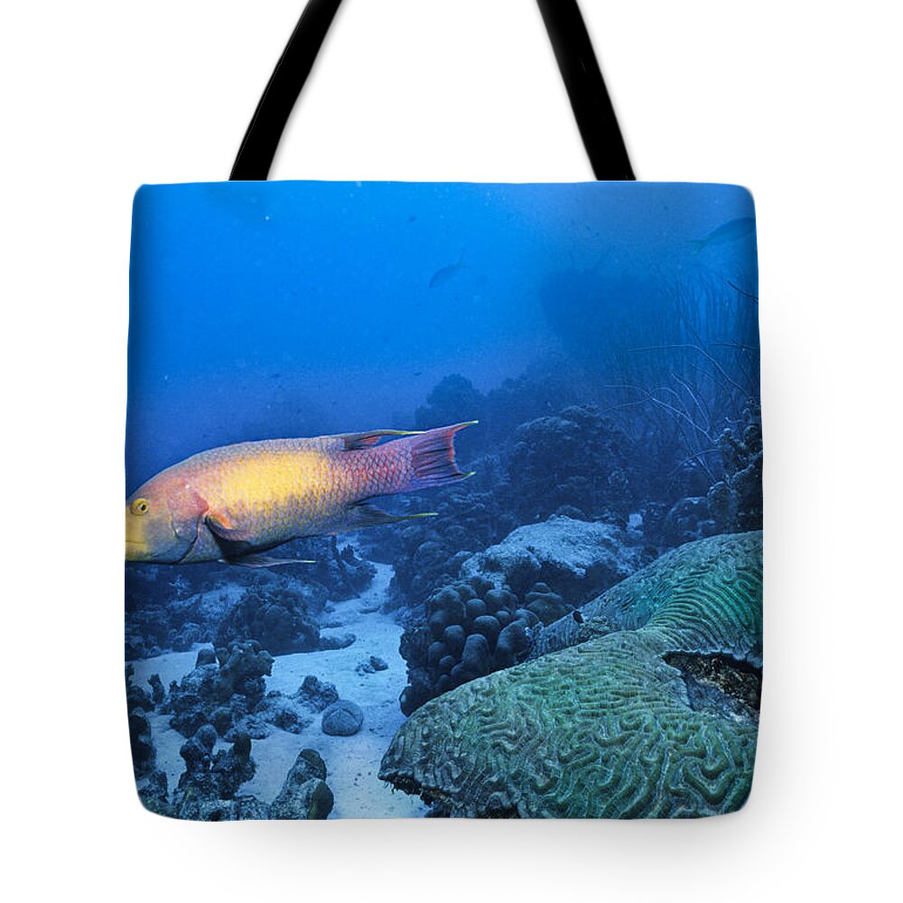 Angle Tote Bag featuring the photograph The Spanish Hog Snapper by Sandra Edwards