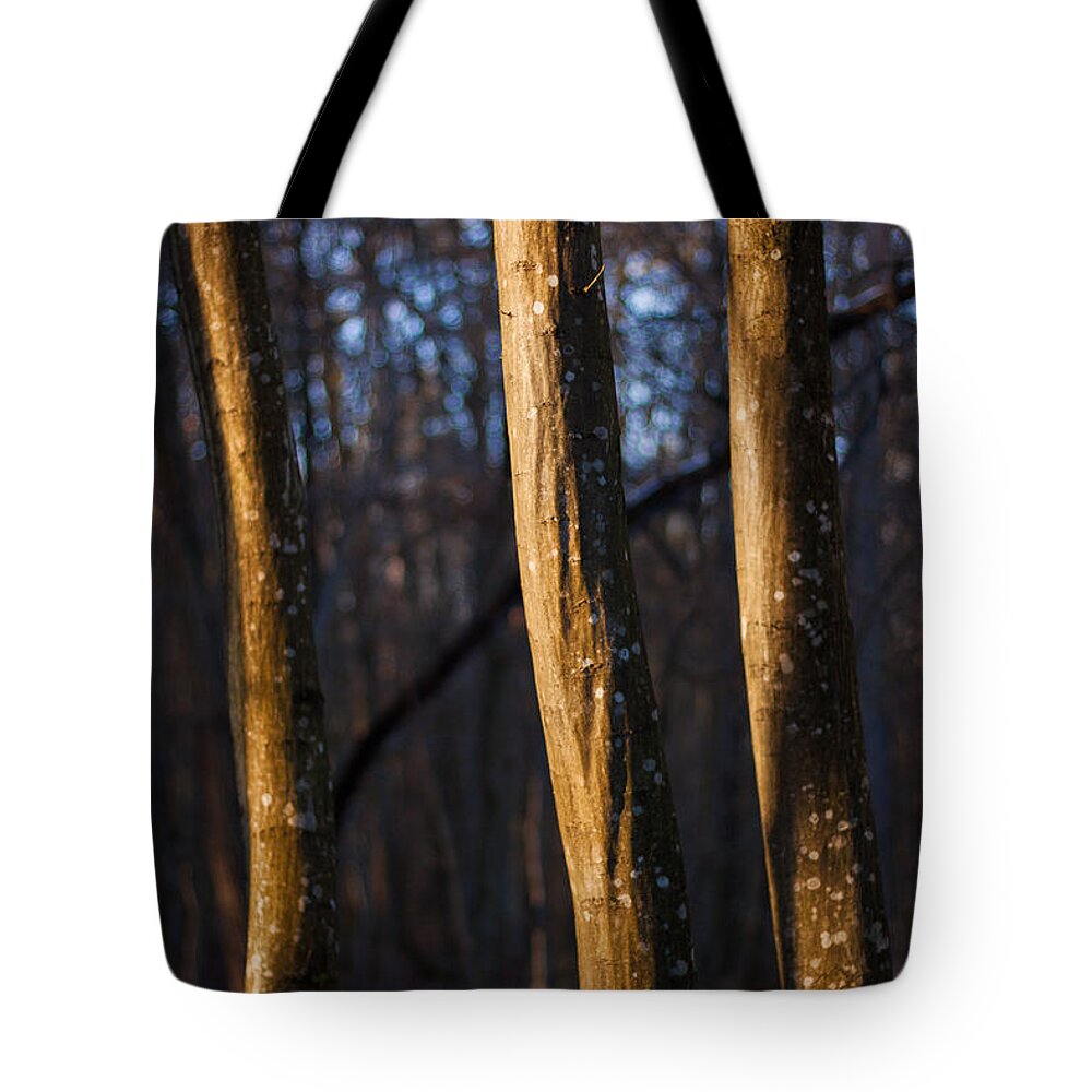 Forest Tote Bag featuring the photograph The Three Graces by Davorin Mance