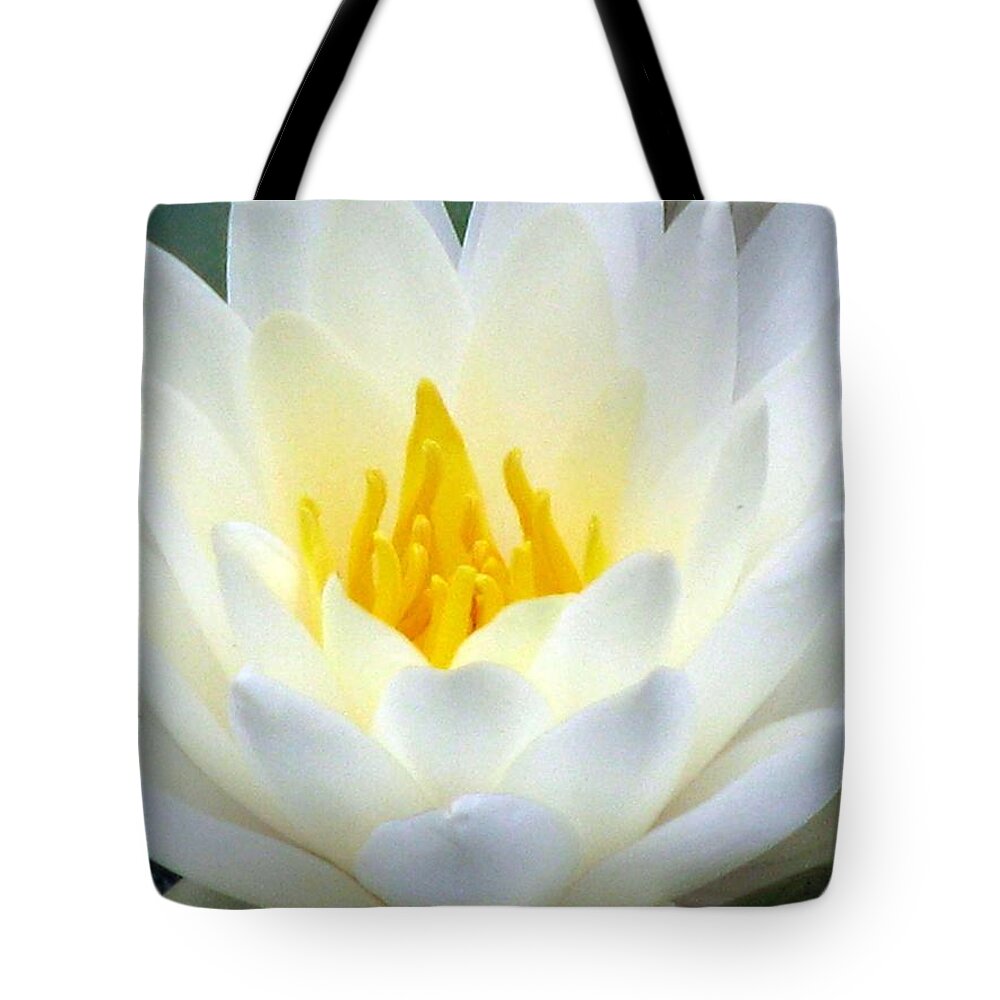 Water Lilies Tote Bag featuring the photograph The Water Lilies Collection - 05 by Pamela Critchlow