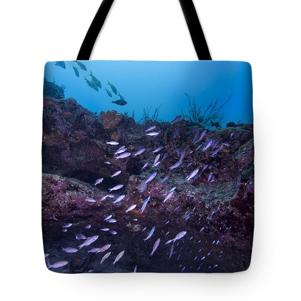 Wrasse Tote Bag featuring the photograph The World Of Purple by Sandra Edwards