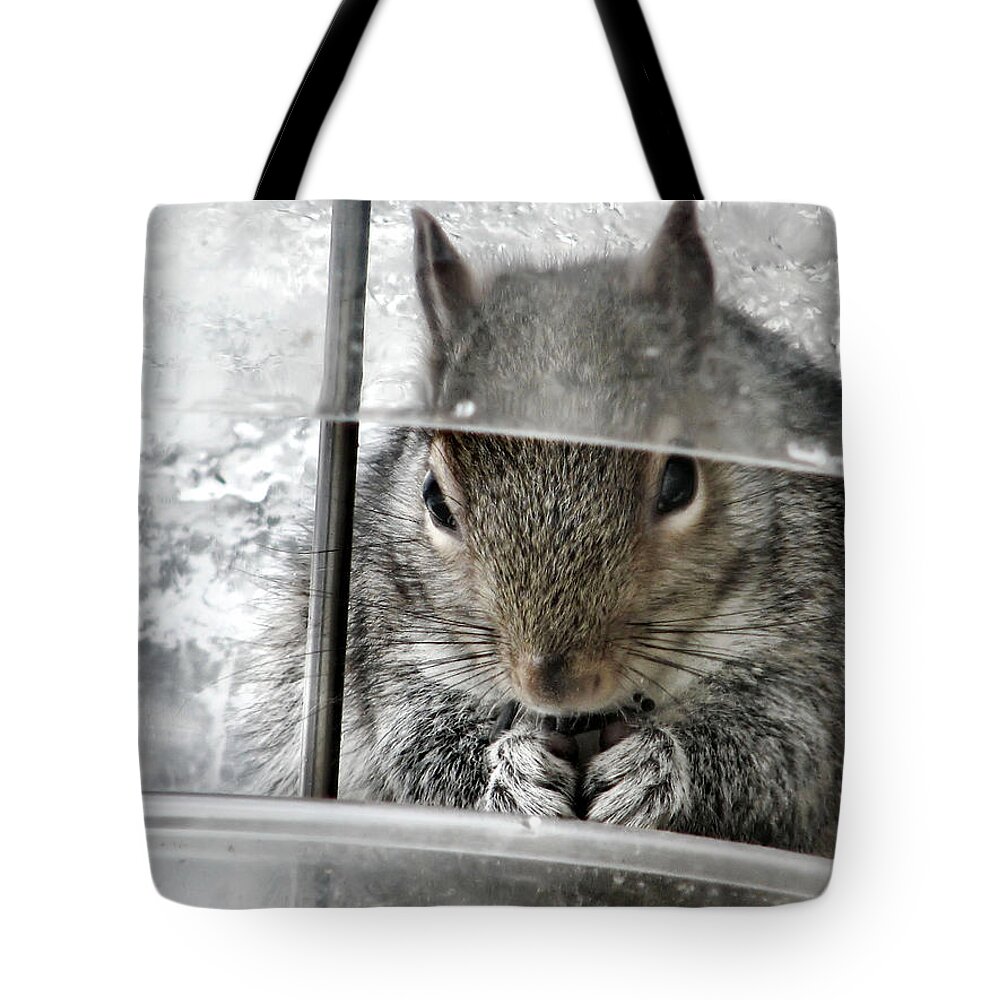 Squirrel Tote Bag featuring the photograph Thief In The Birdfeeder by Rory Siegel