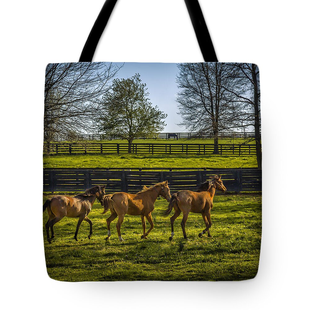 Animal Tote Bag featuring the photograph Three Amigos by Jack R Perry